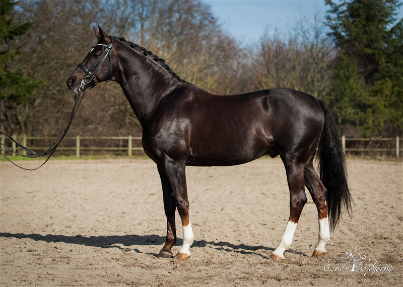 Ove bought Don Juan in 2003 and to this day, he remains a very dear and loved horse at the stud.